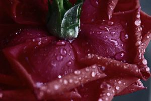 Flor rosa fresca húmeda